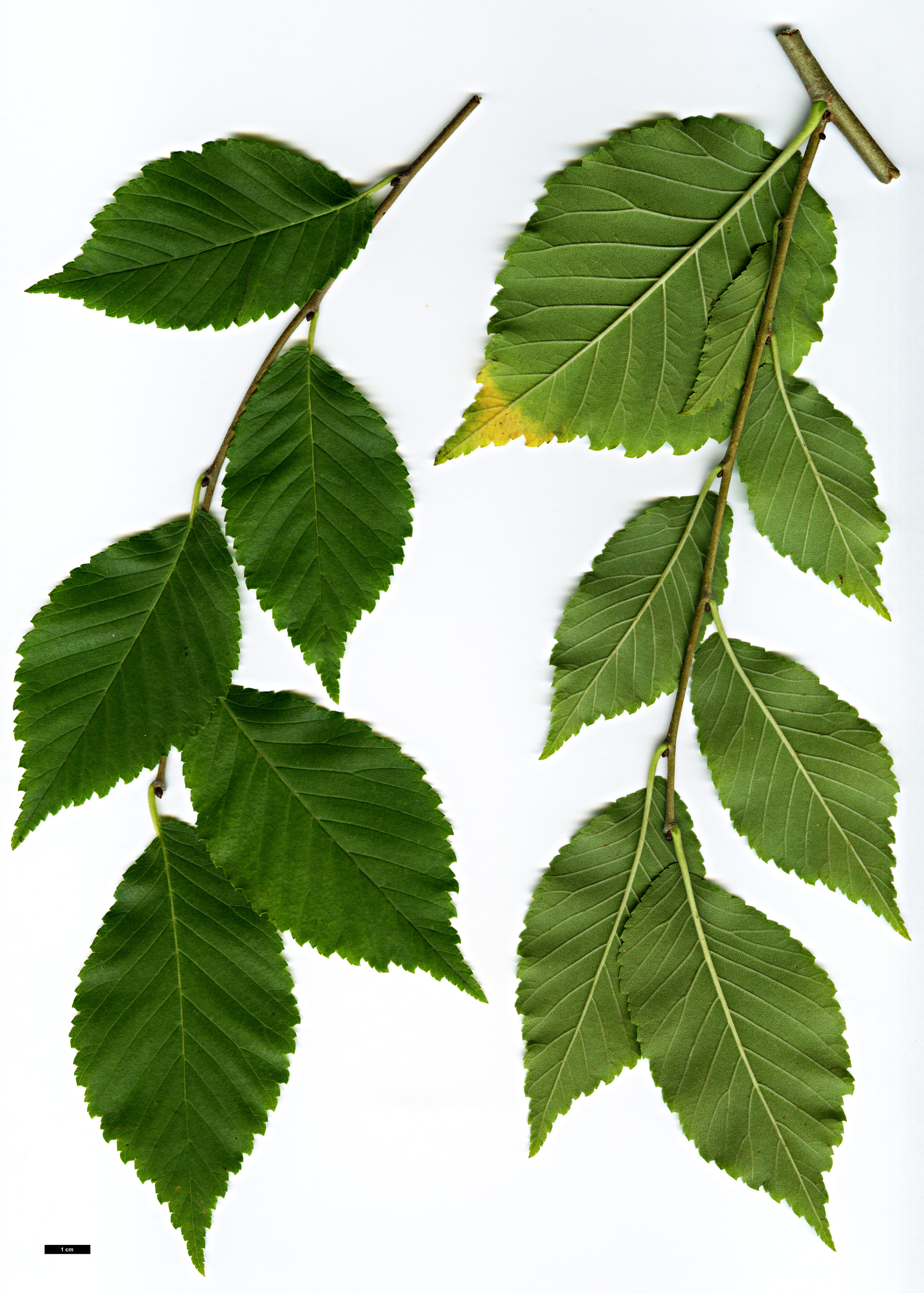 High resolution image: Family: Ulmaceae - Genus: Ulmus - Taxon: davidiana - SpeciesSub: var. japonica